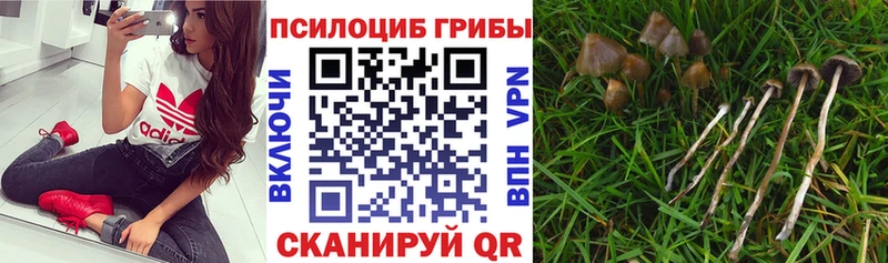 KRAKEN ссылка  Ногинск  Галлюциногенные грибы мицелий  наркота 